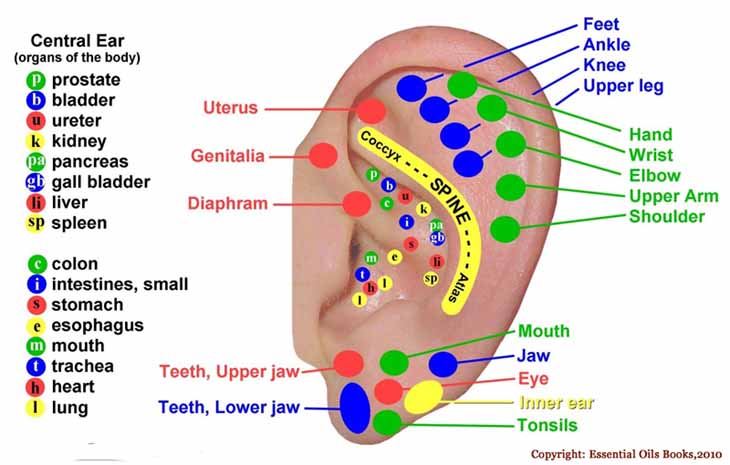 ear-reflexology-chart-essential