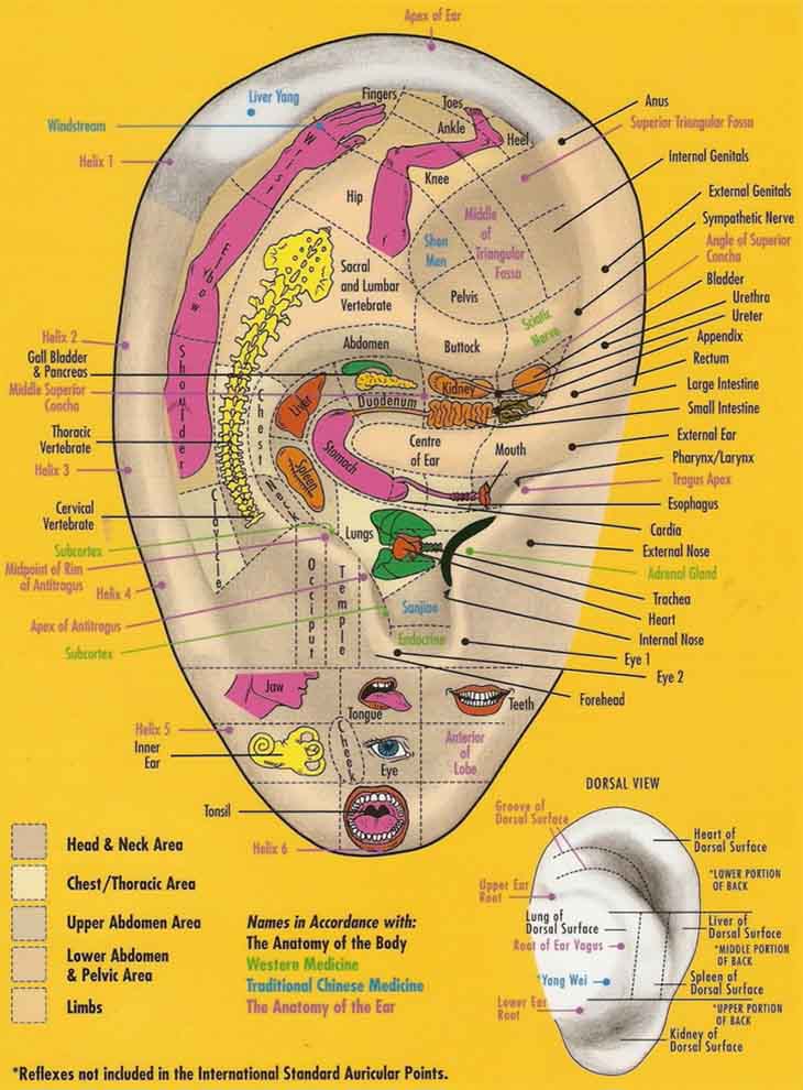 ear-reflexology-chart-pacific