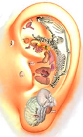 ear-reflexology-fetal-position