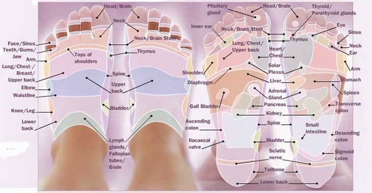 foot-reflexology-chart-wan-yang